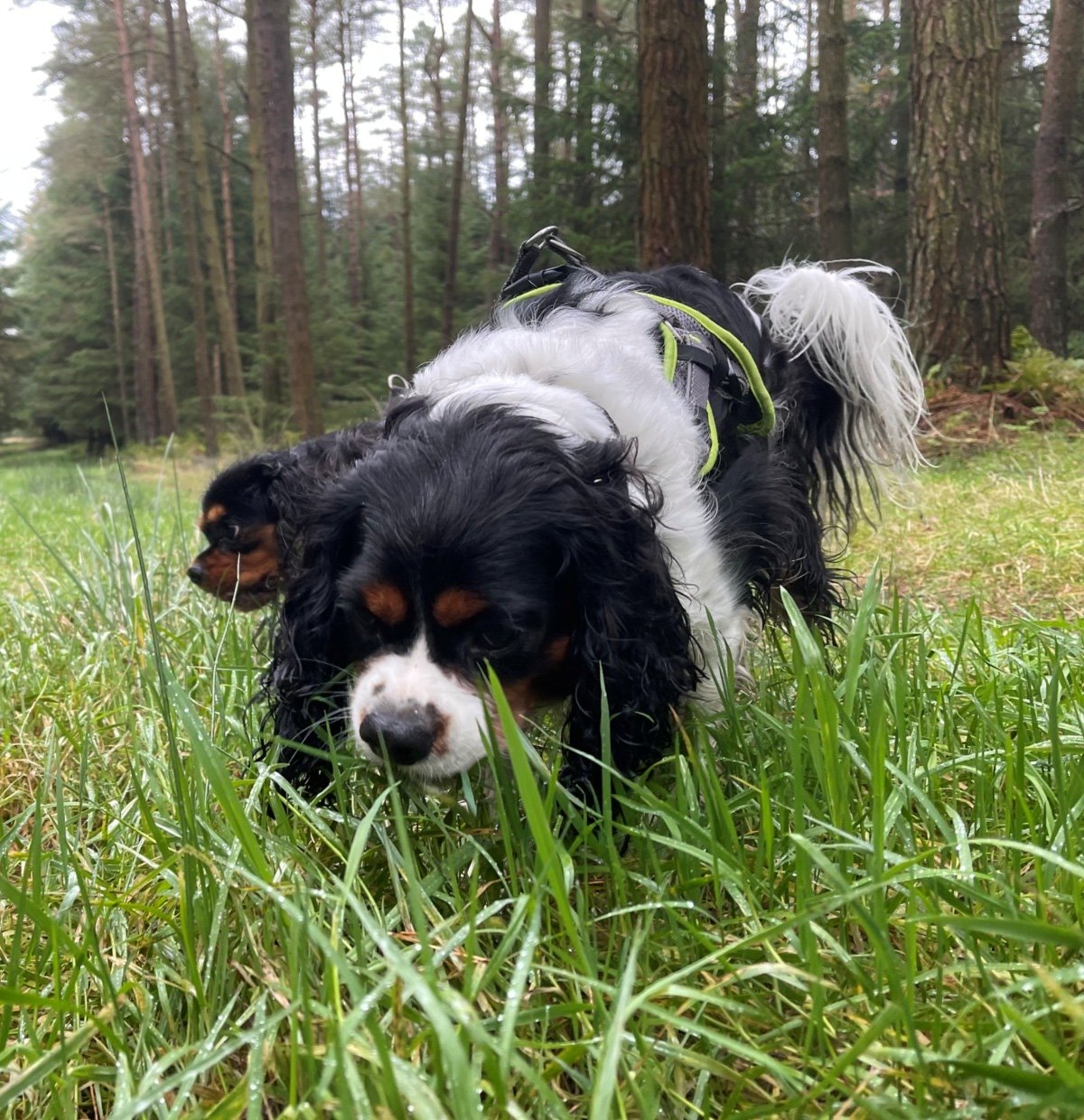 Dogs enjoying a woodland adventure