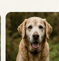 Golden Paws